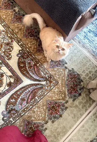 Persian cat