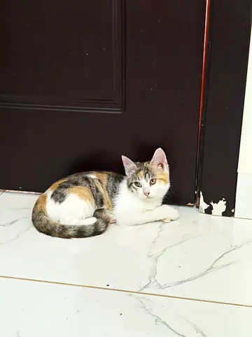 Free adoption: 2-month-old kitten