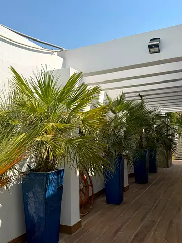 Ceramic Planters with Palm Trees - Good Condition - cheap!