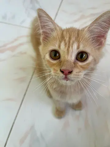 4 month old male kitten potato for adoption