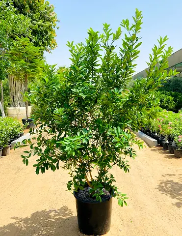 Live Citrus Lemon “Bin Zaheer” Plant - 170cm - 190cm height (Pot: 50L)