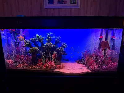 120cm Home Camry best planted aquarium Tank with LED Lighting,Filtration and collection of fishes