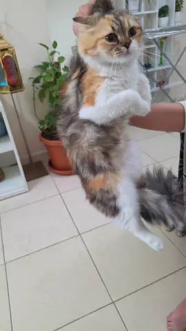 Persian Female Kitten looking for a new home (Free Adoption)