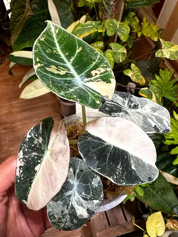 Alocasia Black Velvet Pink Variegated. AED325/-. Pick from financial center metro. Delivery can be a