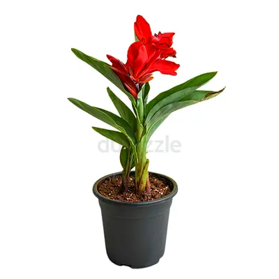 Live Canna Indica “Red” - Flowring Plant