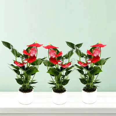 Set of 3 Red Anthurium Potted Indoor Plants - Ready to Place