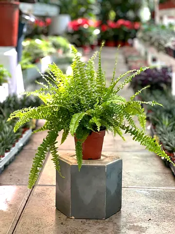 Live Boston Fern in Small Nursery Pot — Ready to Decorate Your Home