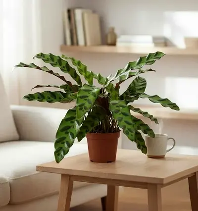 Live Calathea Lancifolia (Rattlesnake Plant) in Pot - Indoor Houseplant