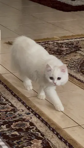 Cat for adoption