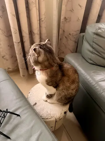 Scottish fold/British short hair - adoption