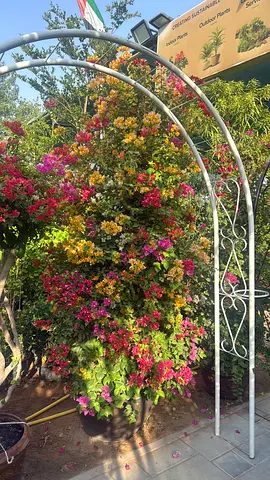 White Metal Garden Arch Trellis - Decorative Pergola for Climbing Plants
