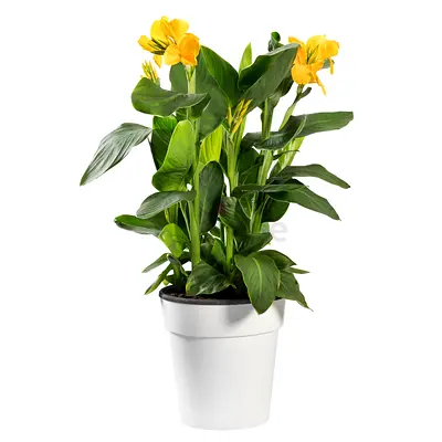Potted Yellow Canna Lily Plant - Live Flowering Plant