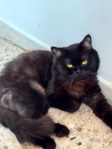Loving cat for free adoption