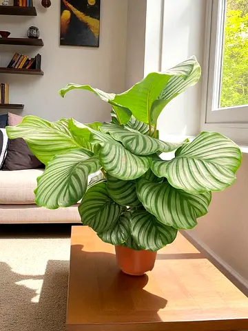 Live Calathea Orbifolia in Pot - Healthy Indoor Plant