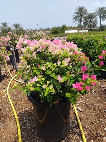 Bougainvillea Plant 80cm (25L Pot) – Vibrant Outdoor Flowering Plant UAE