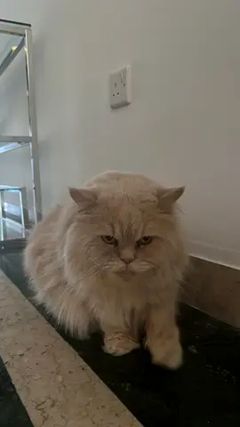 Persian Cat
