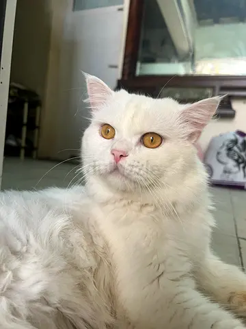 Free for cat