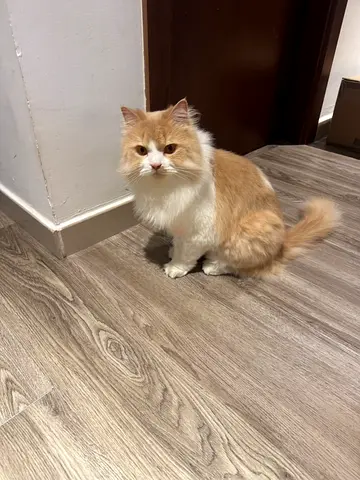 Cute Cat looking for loving home