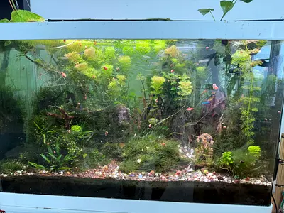 Large planted freshwater aquarium with fish rocks and plants - Two filters