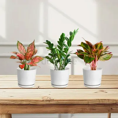 Easy care set 20-30cm ( 1x Aglonema Sp Whishes 1x ZZ Plant 1x Aglonema Red ) in White Ceramic Pots