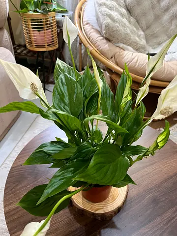Peace Lily (Spathiphyllum) indoor potted plant — healthy, flowering