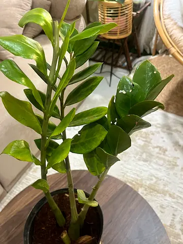 Healthy ZZ Plant (Zamioculcas) - Easy Care Indoor Plant