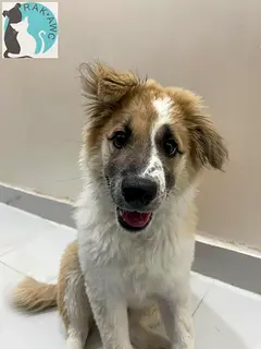 Adorable JURA
