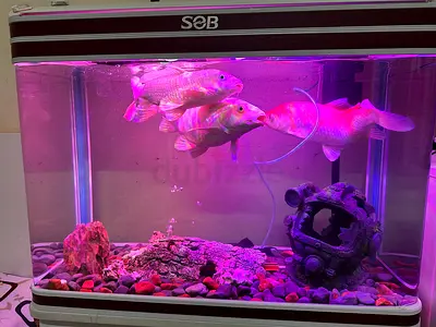 Aquarium Large - 80L