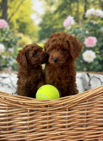 PREMIUM QUALITY RED TOY POODLE PUPPIES