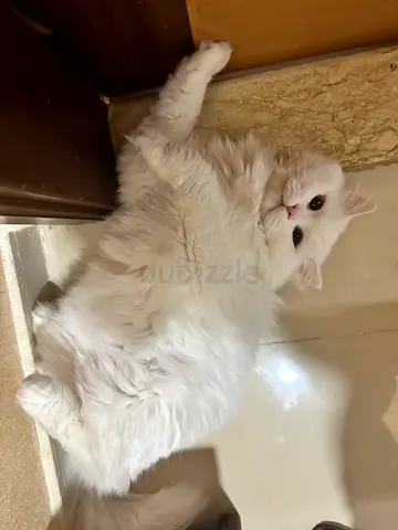 Vaccinated healthy male persian cat for adoption