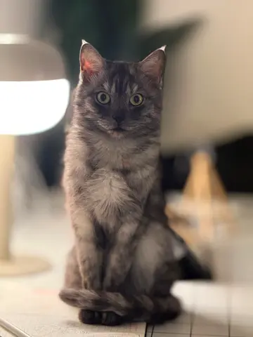 Cats