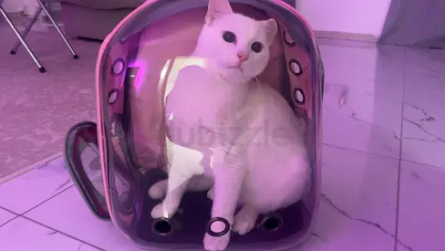white 2 year old cat (has to be only cat)