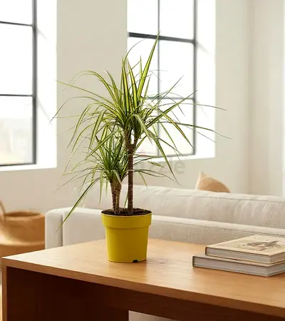 Live Dracaena Marginata - Indoor Plant - 60cm Height