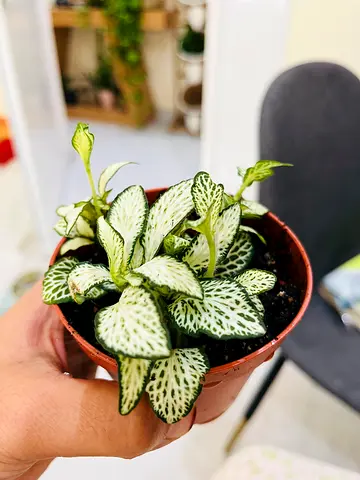 Fittonia (Nerve Plant) - Healthy Small Potted Indoor Plant