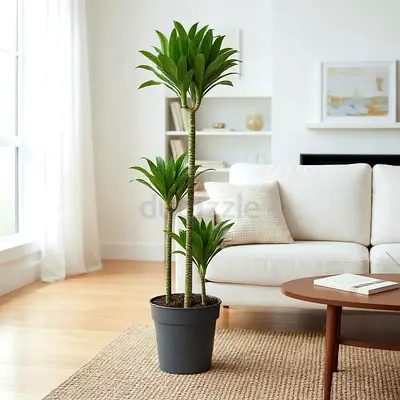 Live Dracaena Compacta Plant in Pot - 3-tier Indoor Plant - 115cm tall