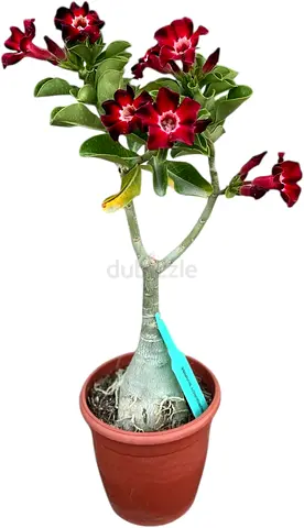 Live Adenium (Desert Rose) potted plant with dark red flowers - healthy, flowering plant