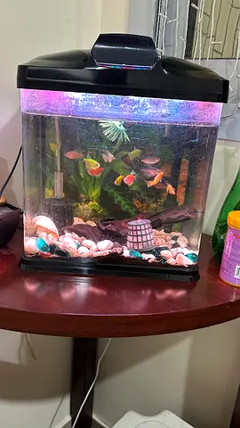 15L Home Aquarium Tank with Fish -11 nos. LED Light and Accessories