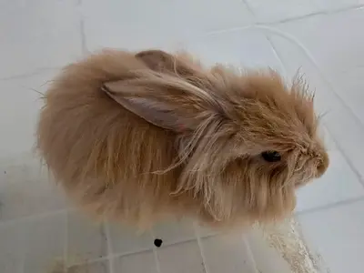 Fluffy Lionhead Rabbit — Friendly,
