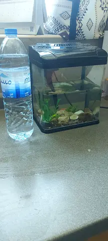Small fish aquarium with fish
