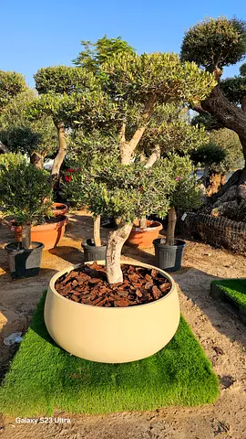 Olive tree 1.5m Hight with fiberclay pot