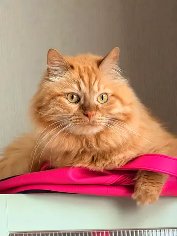 Cat For Adoption