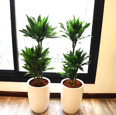 Pair of Tall Indoor Dracaena Plants in White Ceramic Pots