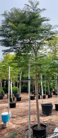 Live Delonix Flame Tree – Majestic Outdoor Tree for UAE Gardens