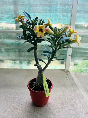 Live Adenium (Desert Rose) potted plant - Yellow flowering Plant