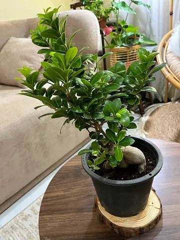 Healthy indoor potted bonsai-style plant — ready to rehome