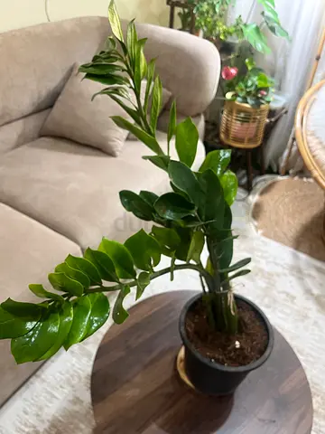 Healthy ZZ Plant (Zamioculcas) in Black Pot - Ready to Decorate Your Home