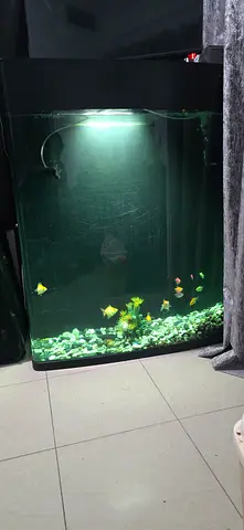 Used 140cm Glass Aquarium Tank with Hood Light - Includes Gravel and Fish. Food also