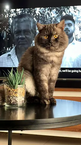 3 year old Turkish Angora Male — looking for a new home.