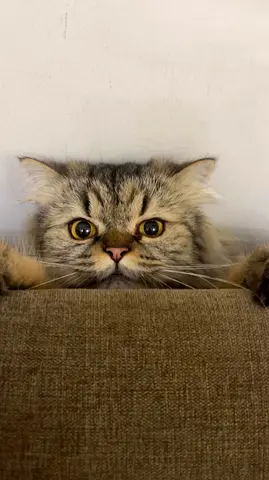 Free adoption fully vaccinated healthy clean neutered male cats