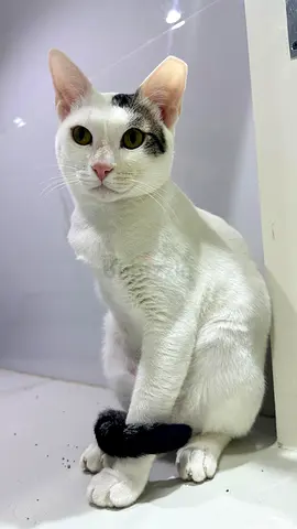 Cute cat for adoption